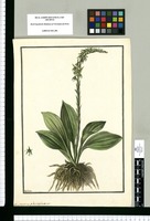 Satyrium plantagineum / Galvez. Original drawing from Ruiz & Pavón's Expedition (1777-1816)