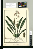 Bletia parviflora / Fran[cis]co Pulgar. Original drawing from Ruiz & Pavón's Expedition (1777-1816)