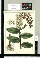 Epidendrum coronatum / Galvez. Original drawing from Ruiz & Pavón's Expedition (1777-1816)