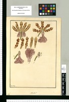 Sobralia? / Fran[cis]co Pulgar. Original drawing from Ruiz & Pavón's Expedition (1777-1816)