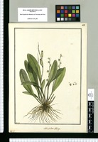 Humboldtia [sic] oblonga / Brunete. Original drawing from Ruiz & Pavón's Expedition (1777-1816)