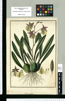 Genus novum? [Ophrys?] / Fran[cis]co Pulgar. Original drawing from Ruiz & Pavón's Expedition (1777-1816)