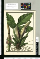 Arum tripartitum / Galvez. Original drawing from Ruiz & Pavón's Expedition (1777-1816)
