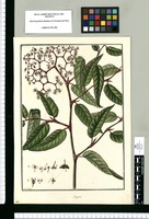 Begonia [parviflora] / Fran[cis]co Pulgar. Original drawing from Ruiz & Pavón's Expedition (1777-1816)