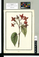 Begonia [cucullata] / Galvez. Original drawing from Ruiz & Pavón's Expedition (1777-1816)