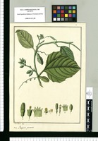 Bryonia peruana / Jose Rivera dup. Original drawing from Ruiz & Pavón's Expedition (1777-1816)
