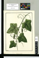 Cucumis quinquelobus / Galvez. Original drawing from Ruiz & Pavón's Expedition (1777-1816)