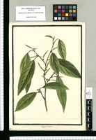 Acalypha betuloides / Brunete. Original drawing from Ruiz & Pavón's Expedition (1777-1816)