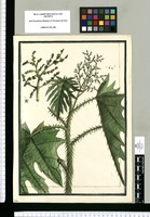 [Urtica aculeata] / Brunete. Original drawing from Ruiz & Pavón's Expedition (1777-1816)