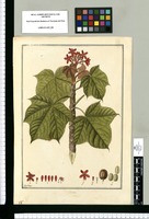 Croton / Fran[cis]co Pulgar. Original drawing from Ruiz & Pavón's Expedition (1777-1816)