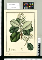 Clusia / Fran[cis]co Pulgar. Original drawing from Ruiz & Pavón's Expedition (1777-1816)