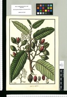 Myristica sebifera / Fran[cis]co Pulgar. Original drawing from Ruiz & Pavón's Expedition (1777-1816)