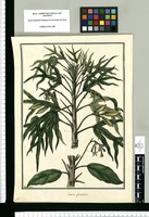 Carica glandulosa / Galvez. Original drawing from Ruiz & Pavón's Expedition (1777-1816)