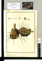 Smilax china / Fran[cis]co Pulgar. Original drawing from Ruiz & Pavón's Expedition (1777-1816)