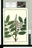 Acladodea pinnata / Galvez. Original drawing from Ruiz & Pavón's Expedition (1777-1816)
