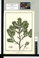Caballeria dependens / Fran[cis]co Pulgar. Original drawing from Ruiz & Pavón's Expedition (1777-1816)