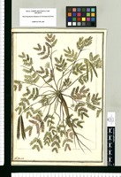 Mimosa Pernambucana L. / J[ose]ph Brunete. Original drawing from Ruiz & Pavón's Expedition (1777-1816)