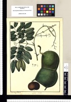 Mimosa [Entada scandens]/ Xavier Cortés y Alcozer del. Original drawing from Ruiz & Pavón's Expedition (1777-1816)