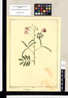 Mimosa villosa / Xav[ier] Cor[té]s y Alco[ce]r del. Original drawing from Ruiz & Pavón's Expedition (1777-1816)