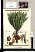Clavija macrocarpa / Brunete. Original drawing from Ruiz & Pavón's Expedition (1777-1816)
