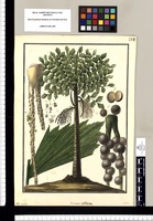 Iriartea delthoidea [sic]: Caryota, camona / Galvez. Original drawing from Ruiz & Pavón's Expedition (1777-1816)