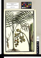 Martinezia linearis: Inundata / Brunete. Original drawing from Ruiz & Pavón's Expedition (1777-1816)