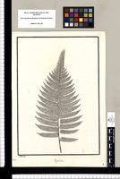 Polypodium / Galvez. Original drawing from Ruiz & Pavón's Expedition (1777-1816)