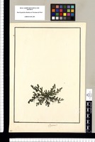 Lycopodium? / Brunete. Original drawing from Ruiz & Pavón's Expedition (1777-1816)