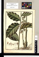 Amomum ¿racemosum?: sine descriptione / Fran[cis]co Pulgar. Original drawing from Ruiz & Pavón's Expedition (1777-1816)