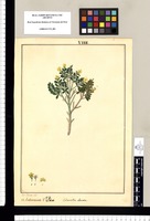 Columellia obovata: Indeterminata V[ulgo] Ulux? / Jose Rivera del. Original drawing from Ruiz & Pavón's Expedition (1777-1816)