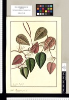 Peperomia peltata..: C.2 sp. / Fran[cis]co Pulgar. Original drawing from Ruiz & Pavón's Expedition (1777-1816)