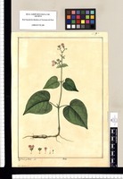 Calyxhymenia / Xav[ier]r Cort[és] y Alco[ce]r del. Original drawing from Ruiz & Pavón's Expedition (1777-1816)