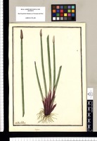 Scirpus / Ysidro Galvez. Original drawing from Ruiz & Pavón's Expedition (1777-1816)