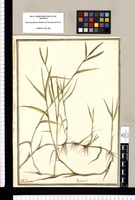 Paspalum? / J[ose]ph Brunete. Original drawing from Ruiz & Pavón's Expedition (1777-1816)