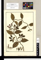 Manettia: ¿an racemosa? an distincta species / Fran[cis]co Pulgar. Original drawing from Ruiz & Pavón's Expedition (1777-1816)