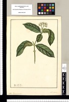 Genus novum: cl. 5? Ignota [Neea oppositifolia]. Original drawing from Ruiz & Pavón's Expedition (1777-1816)