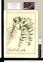 Convolvulus pubescens / Fran[cis]co Pulgar. Original drawing from Ruiz & Pavón's Expedition (1777-1816)