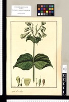 Lisianthus [sic] [acutangulus] / Fran[cis]co Pulgar. Original drawing from Ruiz & Pavón's Expedition (1777-1816)