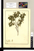 Cestrum: ¿an Lycium? / Fran[cis]co Pulgar. Original drawing from Ruiz & Pavón's Expedition (1777-1816)