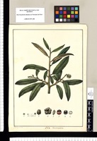 Cervantesia [tomentosa] / Xav[ier] Cor[tés] y Al[cocer] del. Original drawing from Ruiz & Pavón's Expedition (1777-1816)