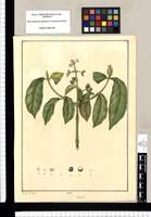 Psychotria [caerulea]/ J[osé] G[abriel] R[ivera] del. Original drawing from Ruiz & Pavón's Expedition (1777-1816)
