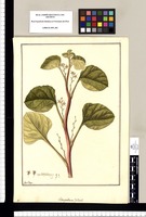 Chenopodium (Ulluco) / Fran[cis]co Pulgar. Original drawing from Ruiz & Pavón's Expedition (1777-1816)