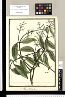 Achyranthes pilosa [papposa] / Brunete. Original drawing from Ruiz & Pavón's Expedition (1777-1816)