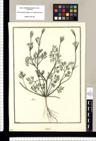 Anethum? [parvum] / Brunete. Original drawing from Ruiz & Pavón's Expedition (1777-1816)