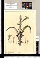 Pitcairnia, Bromelia Tafalla / Xavier Cortes y Alcoser del. Original drawing from Ruiz & Pavón's Expedition (1777-1816)