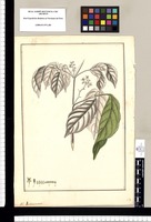 Indeterminata [TriChilea peruviana]. Original drawing from Ruiz & Pavón's Expedition (1777-1816)