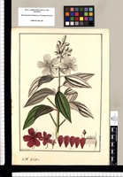 Osbekia [sic]/ Fran[cis]co Pulgar. Original drawing from Ruiz & Pavón's Expedition (1777-1816)