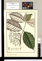 Guarea? tetragona / Fran[cis]co Pulgar. Original drawing from Ruiz & Pavón's Expedition (1777-1816)