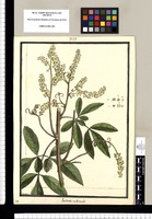 Paullinia rubicaulis / Brunete. Original drawing from Ruiz & Pavón's Expedition (1777-1816)