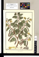 Cassia mimosioides? [sic] / Fran[cis]co Pulgar. Original drawing from Ruiz & Pavón's Expedition (1777-1816)